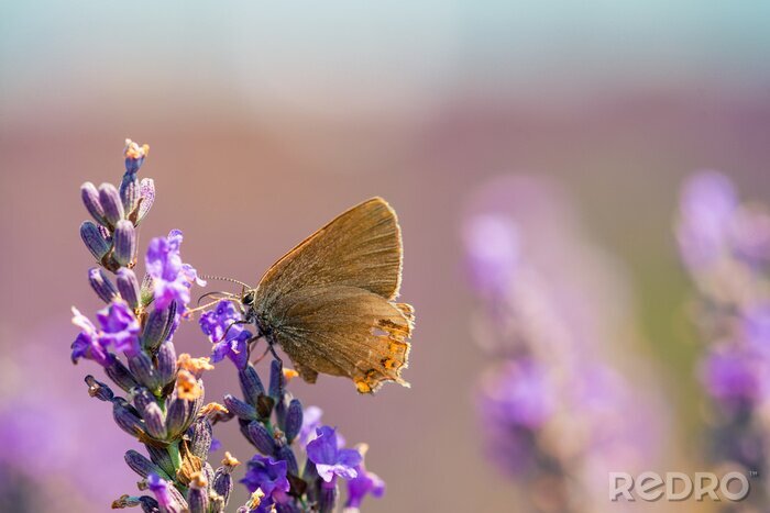 Canvas Lavendel en bruine vlinder