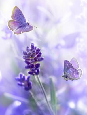 Lavendel en paarse vlinders thema