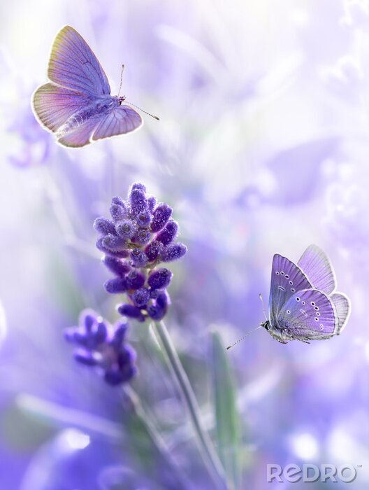 Canvas Lavendel en paarse vlinders thema