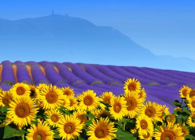 Canvas Lavendel en zonnebloemen in het veld