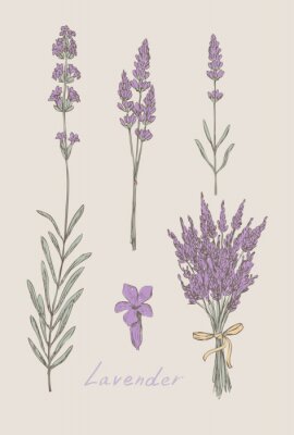 Canvas lavendel hand getekende set vector