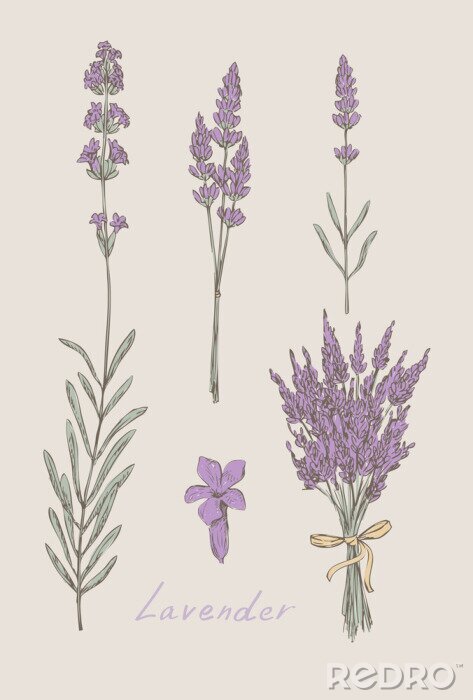 Canvas lavendel hand getekende set vector