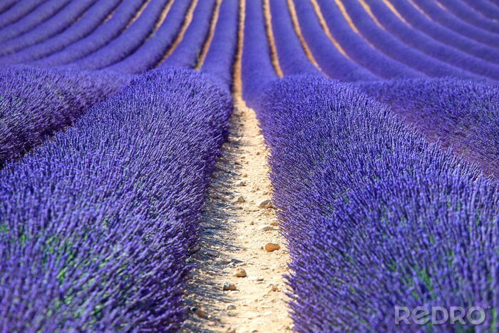 Canvas Lavendel in bloei op een veld