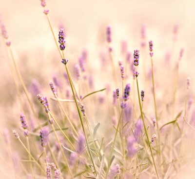 Lavendel mesjes