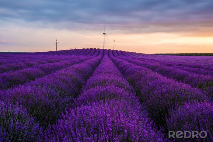 Canvas Lavendel op de achtergrond van windmolens
