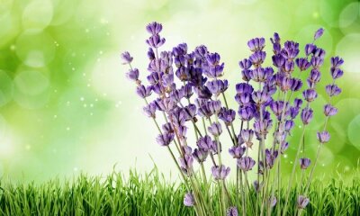 Canvas Lavendel op een groene achtergrond