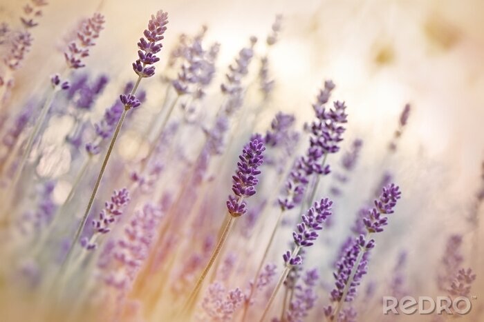 Canvas Lavendel op een onscherpe achtergrond