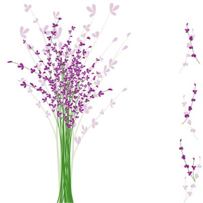 Canvas Lavendel op een witte achtergrond