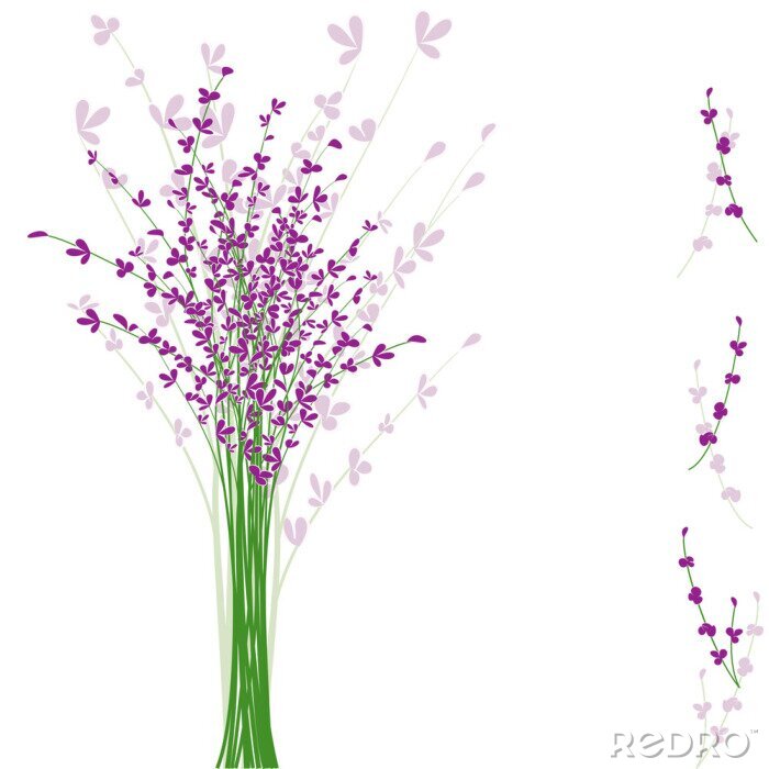 Canvas Lavendel op een witte achtergrond