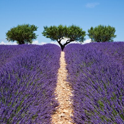 Lavendel pad en bomen