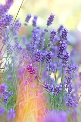 Lavendel veld close-up op takjes