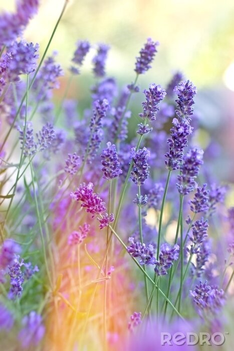 Canvas Lavendel veld close-up op takjes