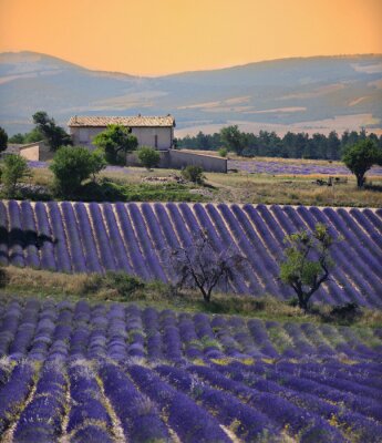 Lavendel veld huis en zonsondergang