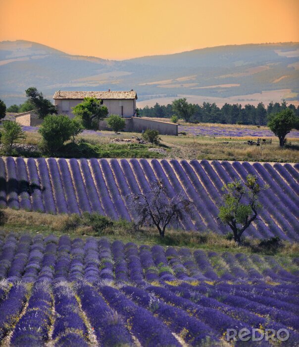 Canvas Lavendel veld huis en zonsondergang