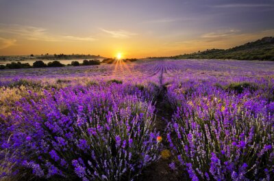 Fotobehang Lavendel veld met een landschap in de verte