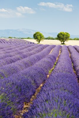 Canvas Lavendel veld, Plateau de Valensole, Provence, Frankrijk