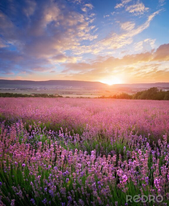 Canvas Lavendel veld zomer landschap