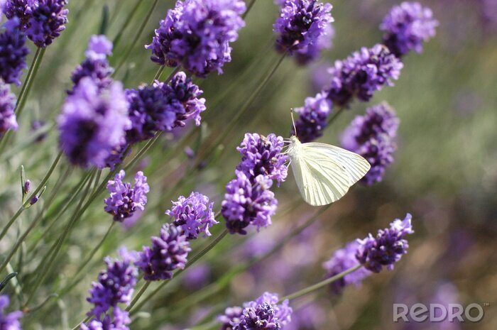 Canvas Lavendelbloemen en witte vlinder