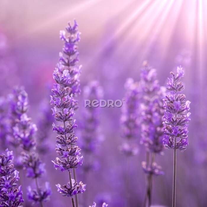 Canvas Lavendeltakjes in de zonnestralen