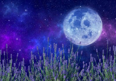 Lavendelveld in het maanlicht
