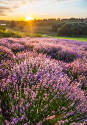 Lavendelveld omgeven door bomen