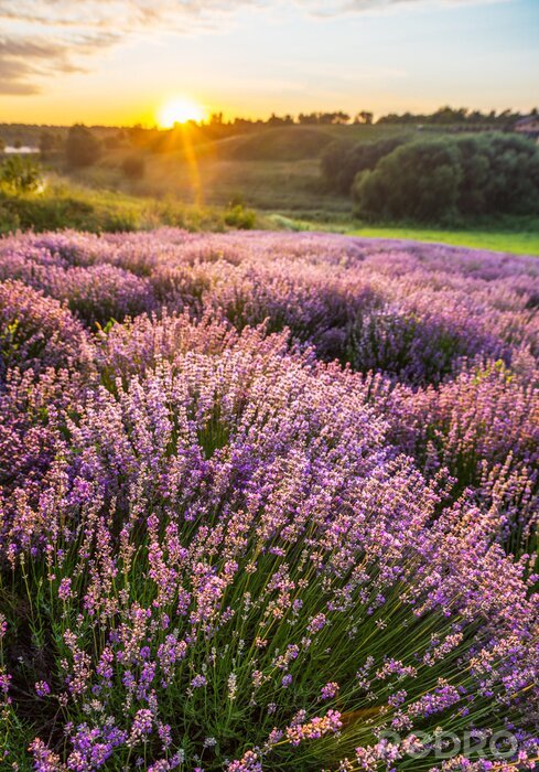 Canvas Lavendelveld omgeven door bomen