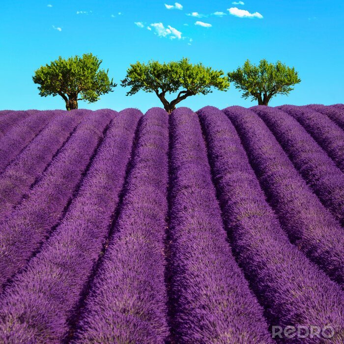 Canvas Lavendelvelden op de achtergrond van bomen