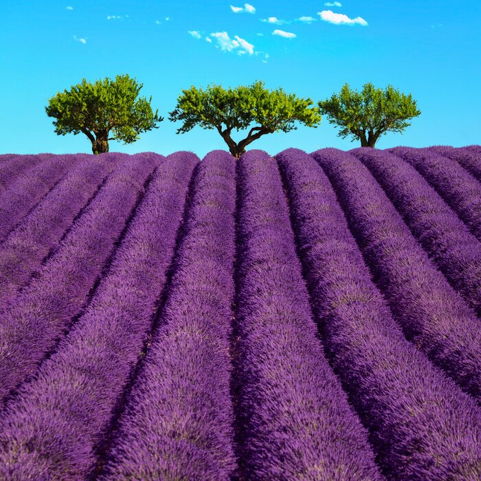 Canvas Lavendelvelden op de achtergrond van bomen