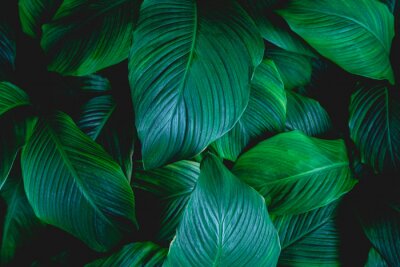 Canvas leaves of Spathiphyllum cannifolium, abstract green texture, nature background, tropical leaf