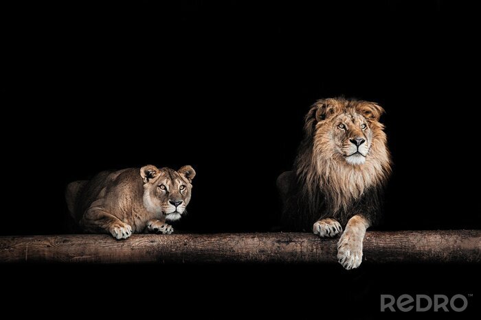 Canvas Leeuw en leeuwin op een zwarte achtergrond