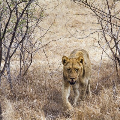 Canvas Leeuw in Kruger National Park