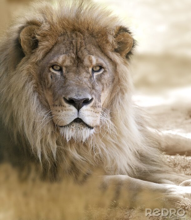 Canvas Leeuw liggend op het zand