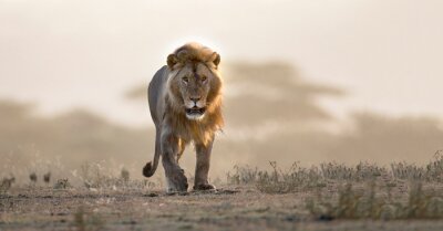 Leeuw op de savanne