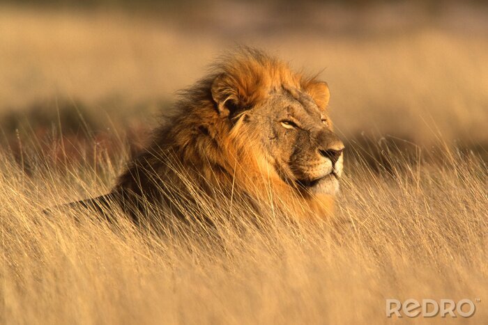 Canvas Leeuw op de savanne in het gras