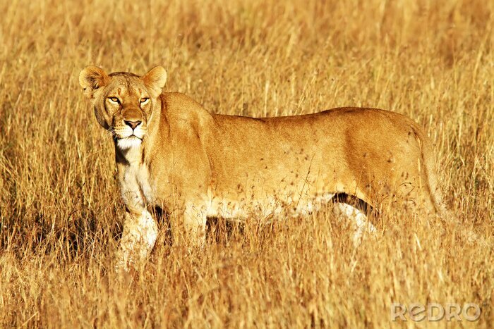 Canvas Leeuwin in het wilde gras