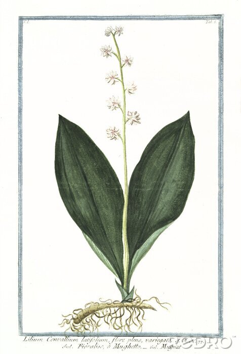 Canvas Lelietje-van-dalen witte botanische illustratie in een kader