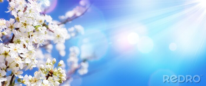 Canvas Lente bloeiende takje tegen de hemel