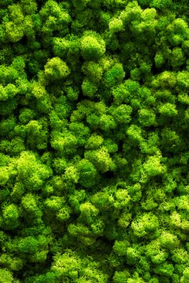 Canvas Lente groen 3D mos
