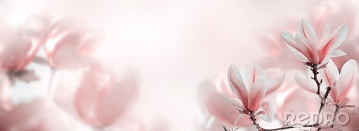 Canvas Lente in de natuur bloeiende magnolia's