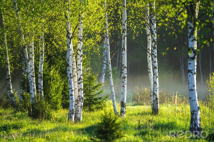 Canvas Lente in het berkenbos
