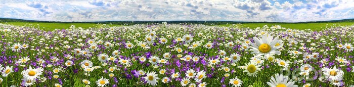 Canvas lente landschap panorama met bloeiende bloemen op weide