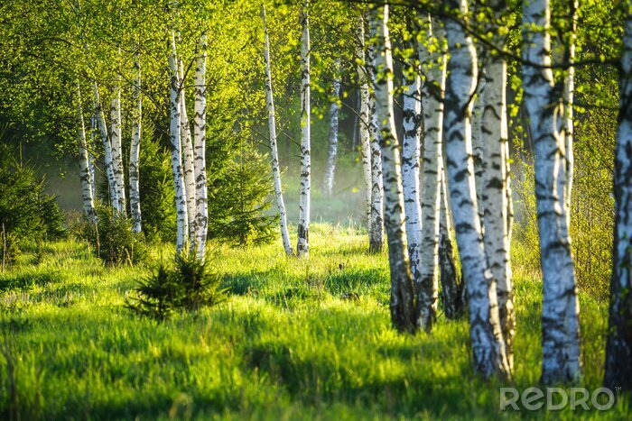 Canvas Lenteberkenbos en boskap