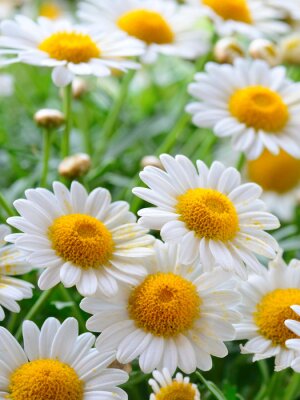 Lentebloemen in close-up