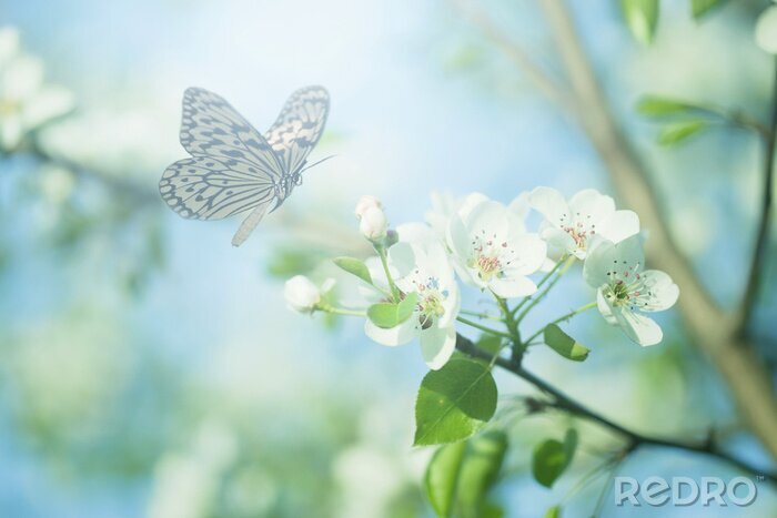 Canvas Lentelandschap met vlinder