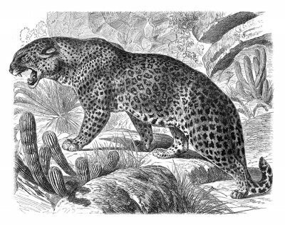 Canvas Leopard (Felis Leopardus) / vintage illustration from Meyers Konversations-Lexikon 1897