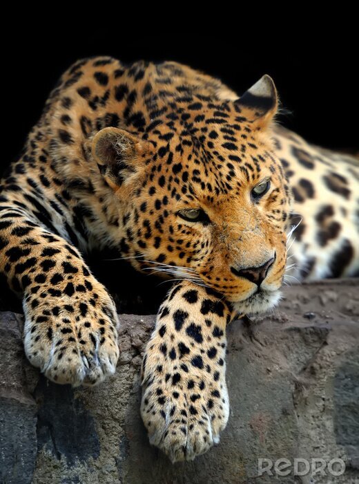 Canvas Leopard portret op donkere achtergrond