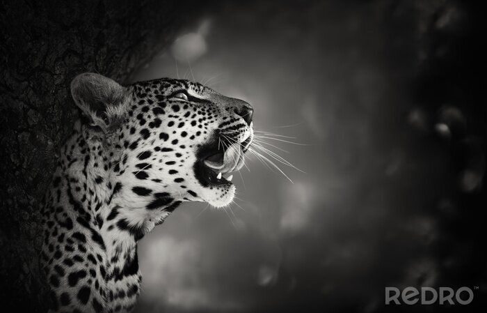 Canvas Leopard zwart-wit thema