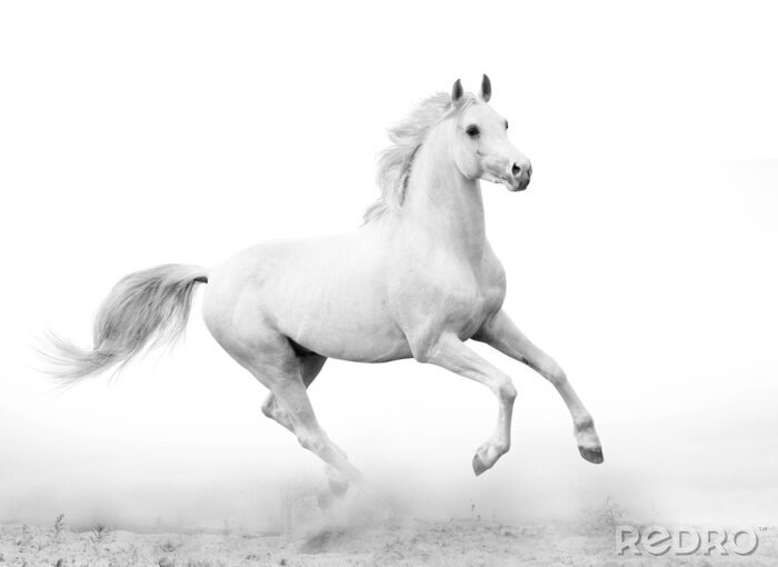 Canvas Licht paard op witte achtergrond