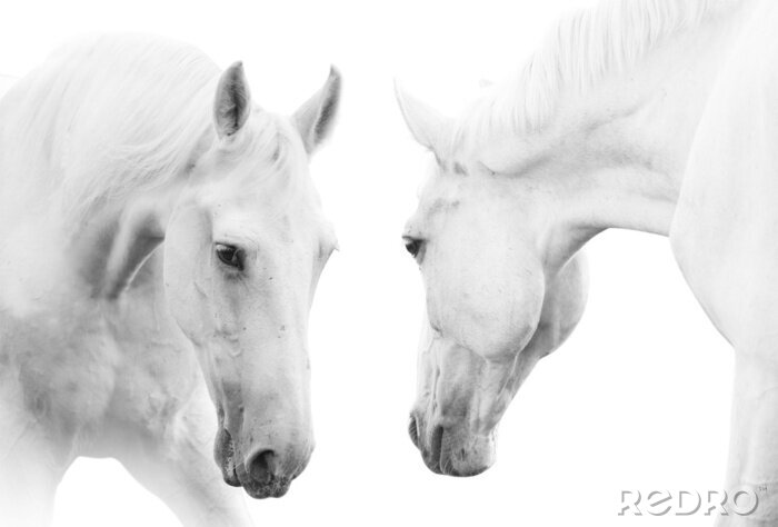 Canvas Lichtkleurige paarden die elkaar aankijken