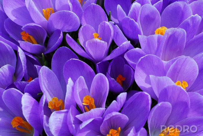 Canvas Lila bloemen close-up